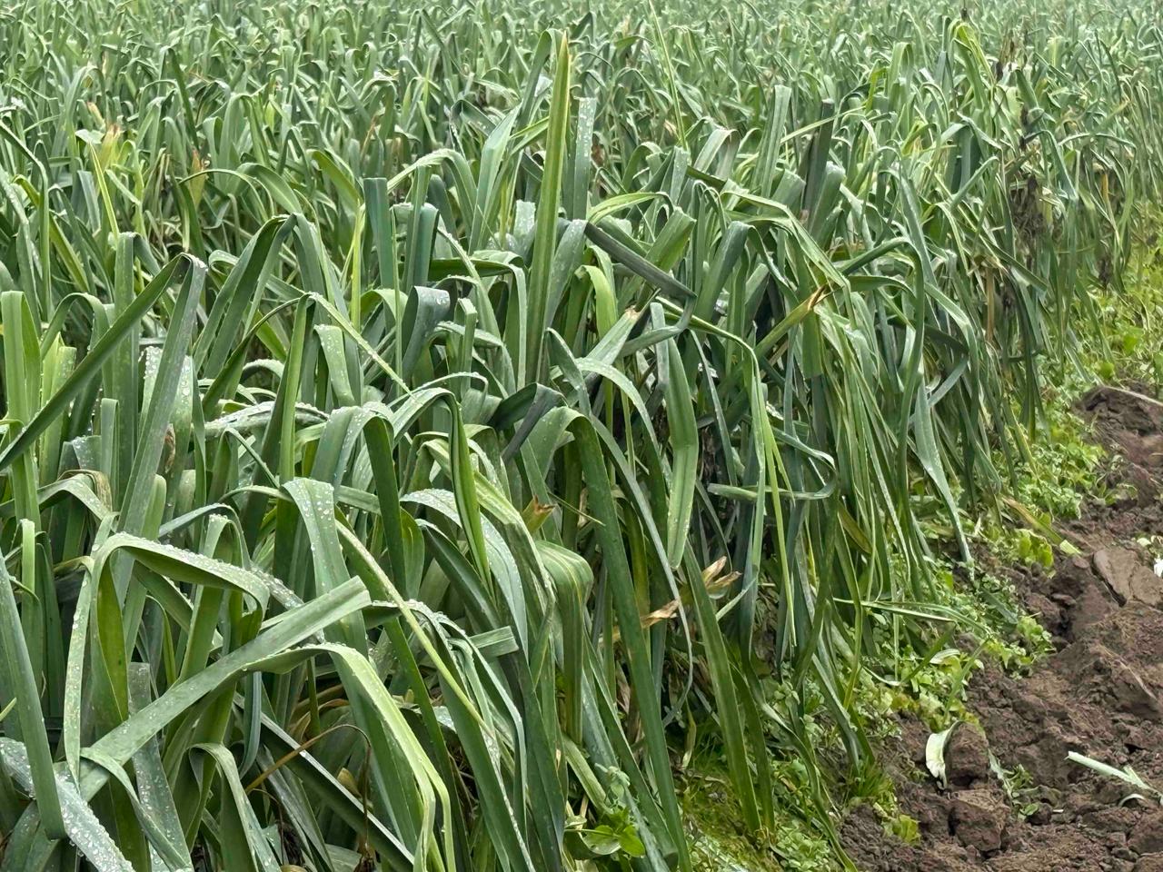 WhatsApp Image 2025 11 17 at 13.44.43 1