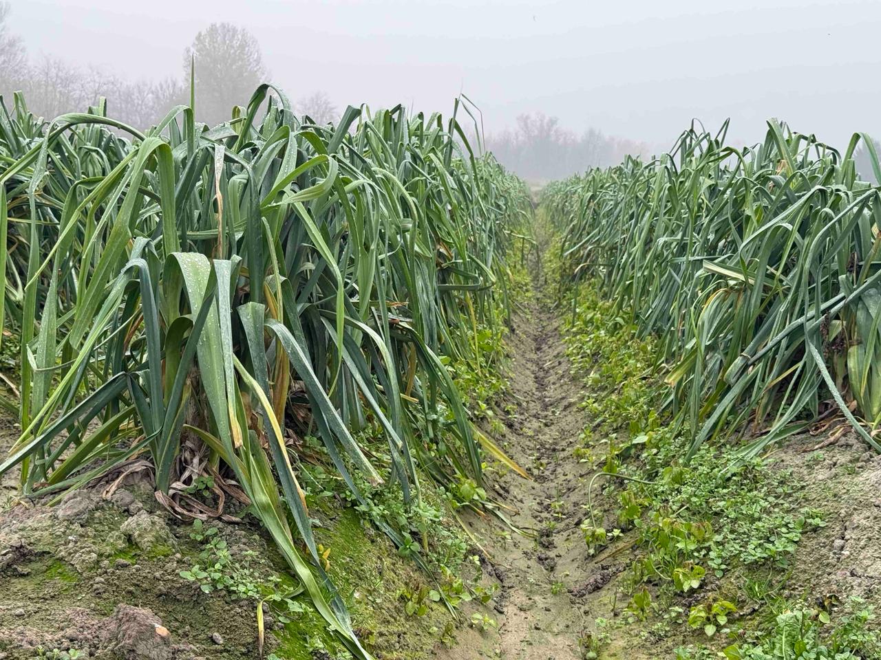 WhatsApp Image 2025 11 17 at 13.44.43 1