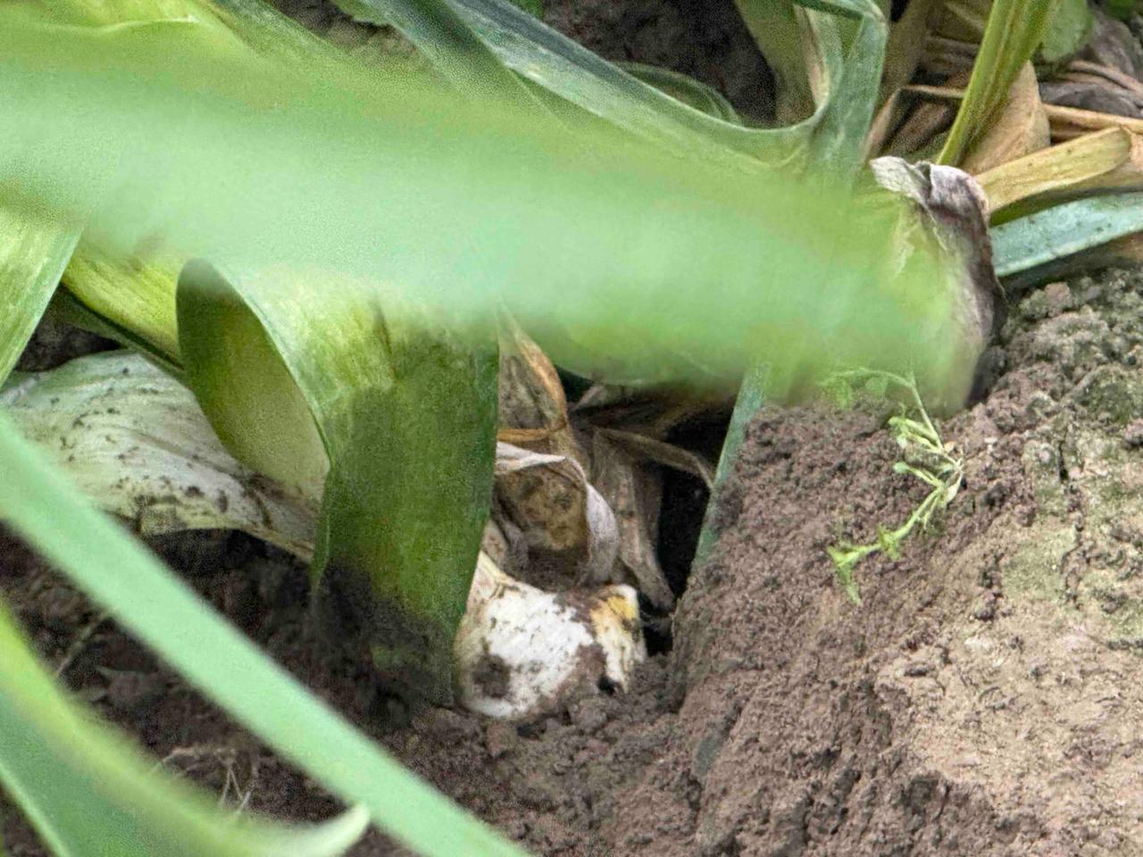 WhatsApp Image 2025 11 17 at 13.44.43 1