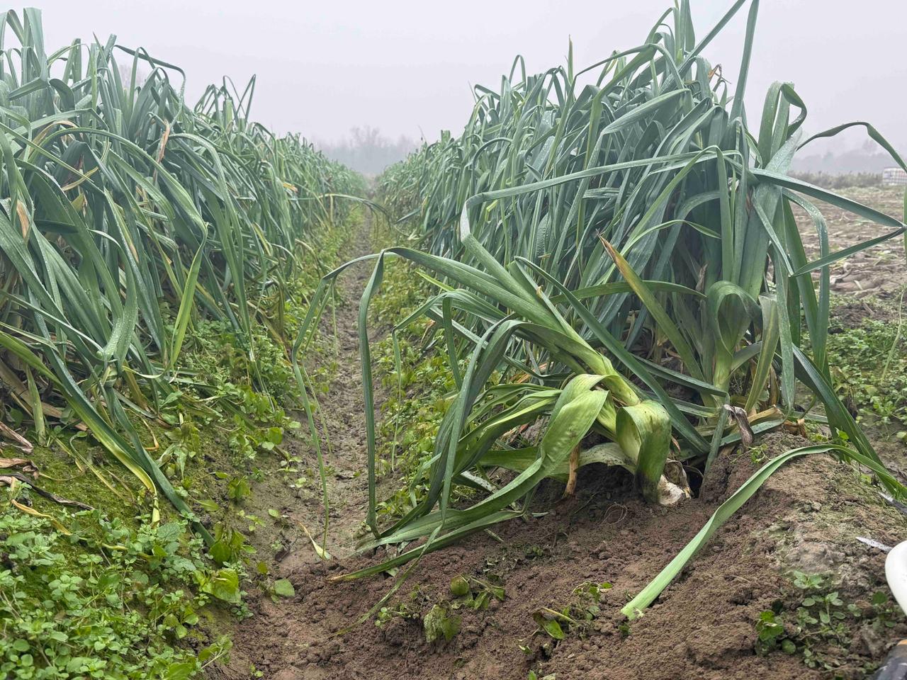 WhatsApp Image 2025 11 17 at 13.44.43 1