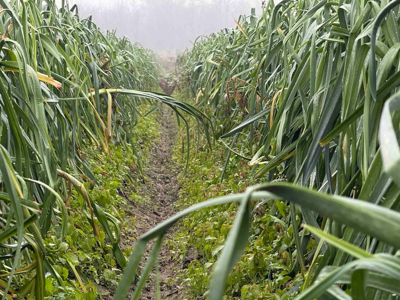 WhatsApp Image 2025 11 17 at 13.44.43 1